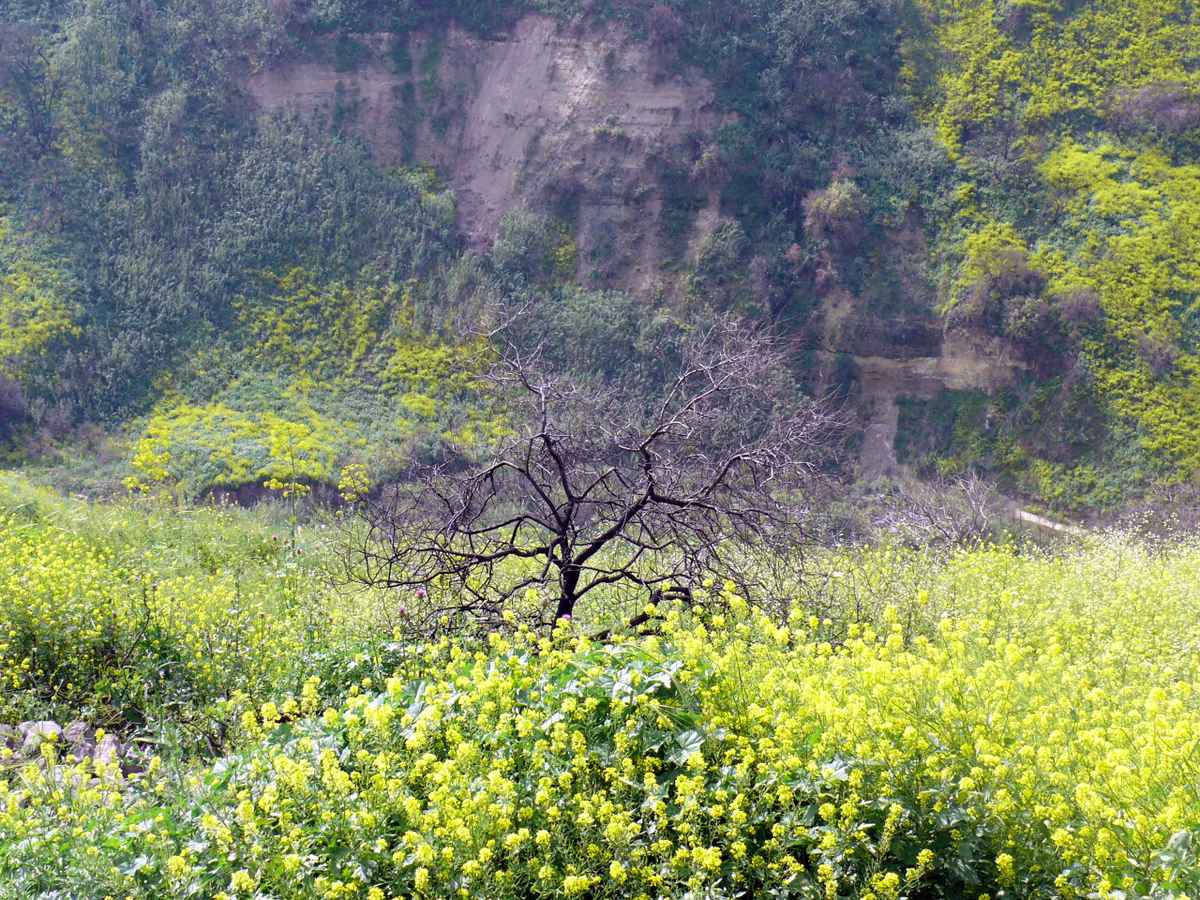 Toter Baum in blühender Natur