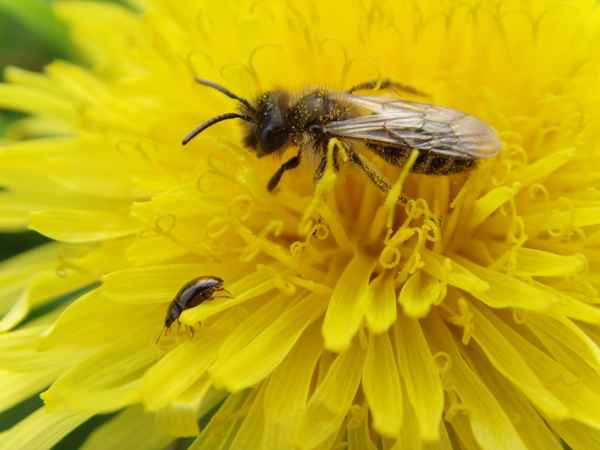 Löwenzahngäste im April