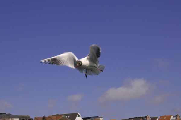 Möwe (2)