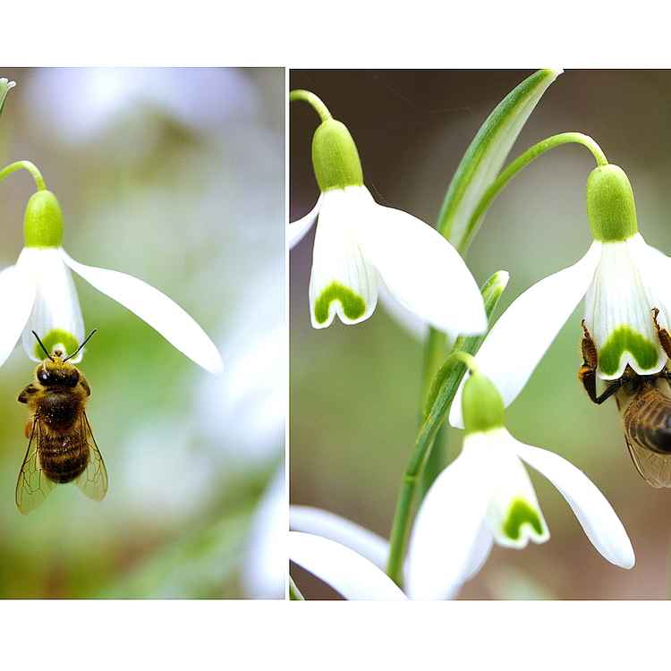fleißiges Bienchen . . .