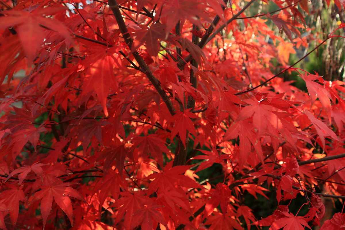 Herbstfarben