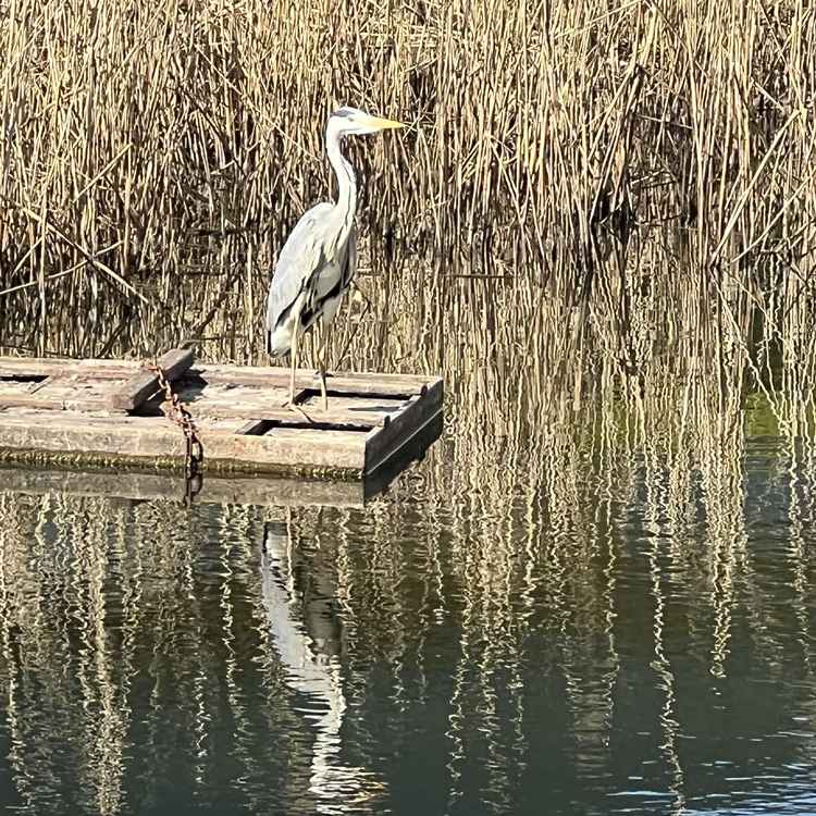 Graureiher in Wartestellung