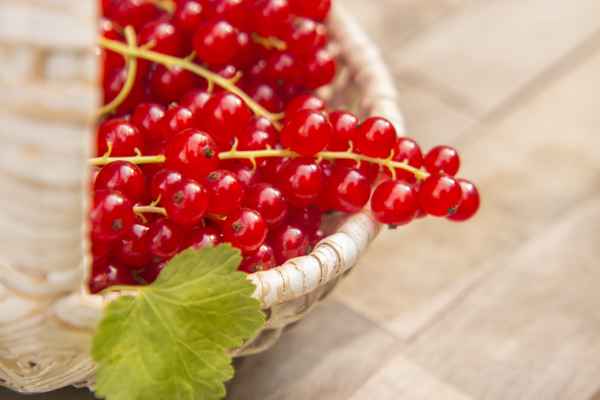 Rote Johannisbeeren Korb