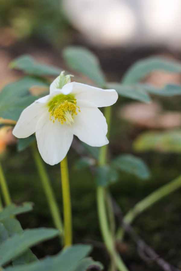Christrose