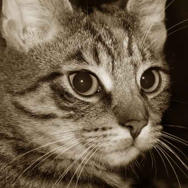 Katzenportrait