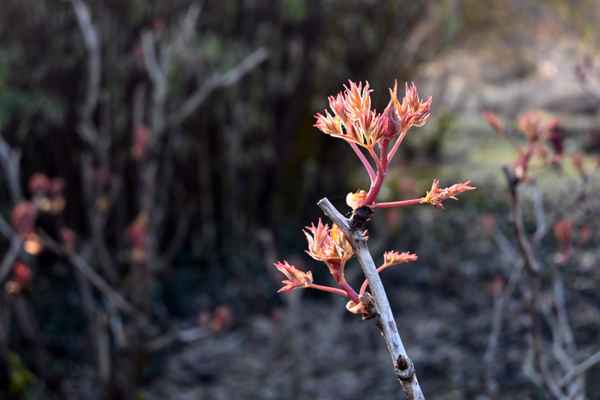 Natur erwacht