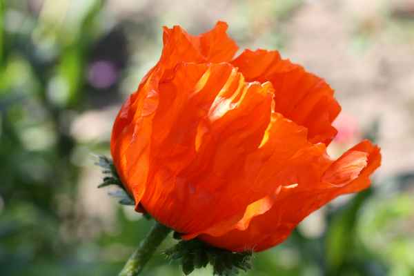 Die Mohnblumen blühen wieder