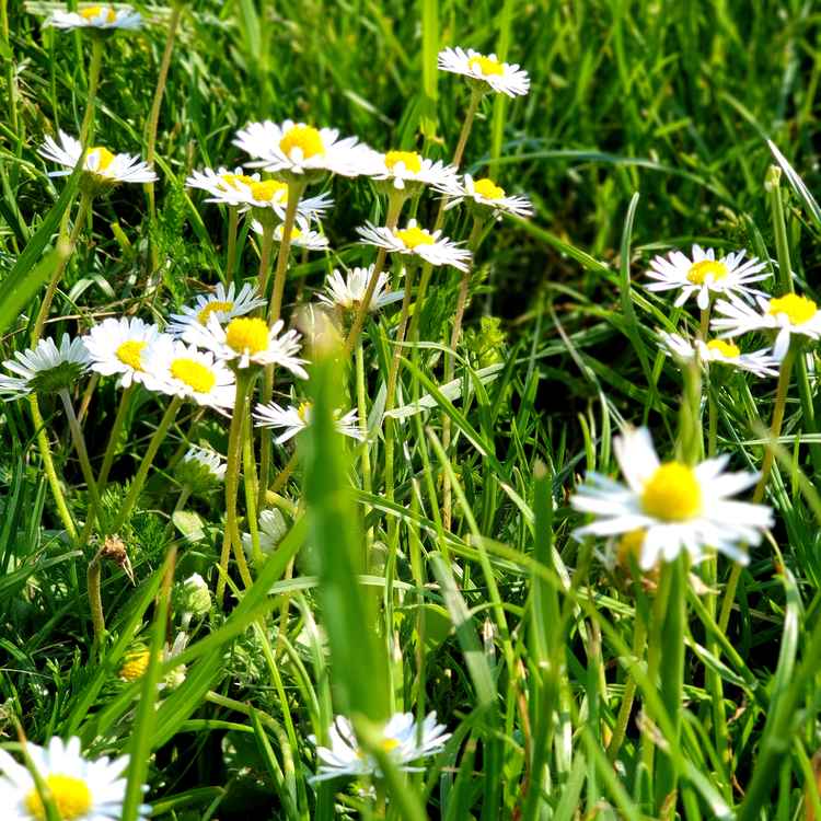 Gänseblümchen