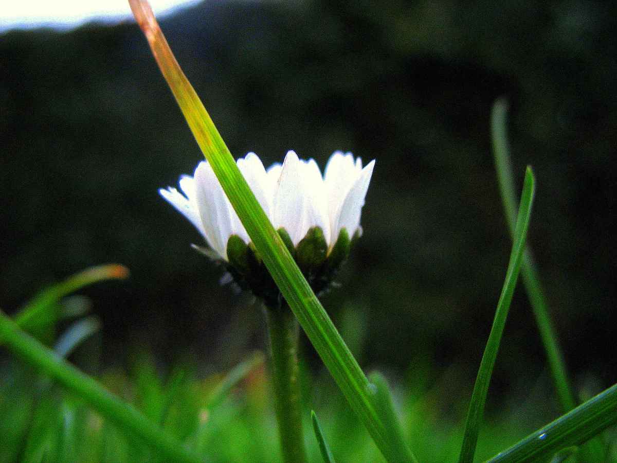 Gänsbelümchen NR.1