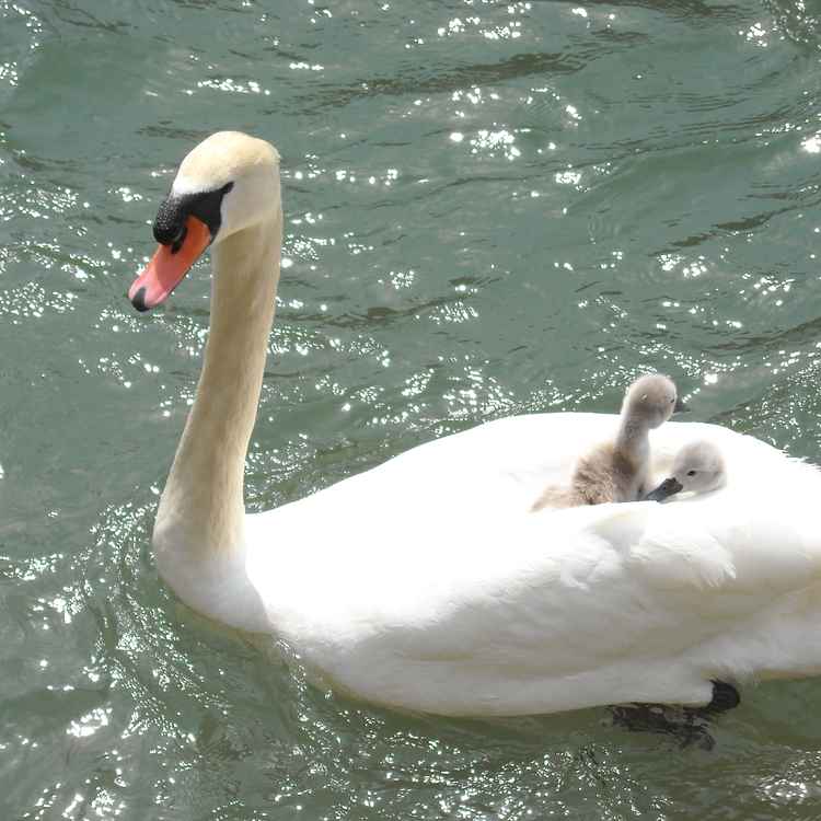 Schwan
