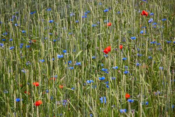 Kornfeld