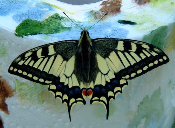 Schmetterling Schwalbenschwanz