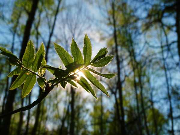 Blatt mit Sonne