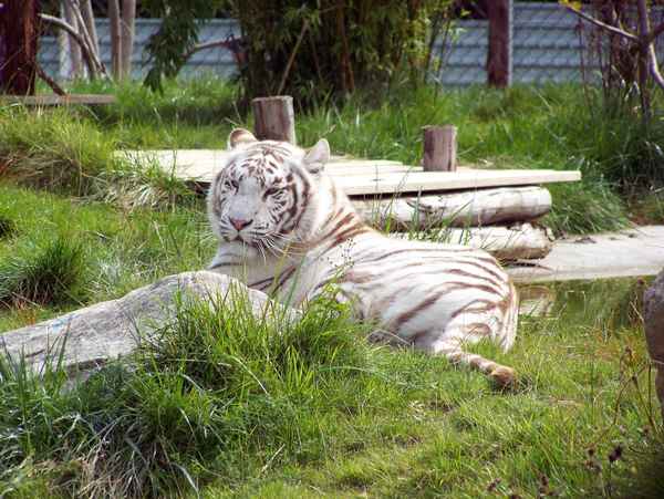 Weißer Tiger