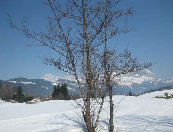 Baum vor dem Wilden Kaiser