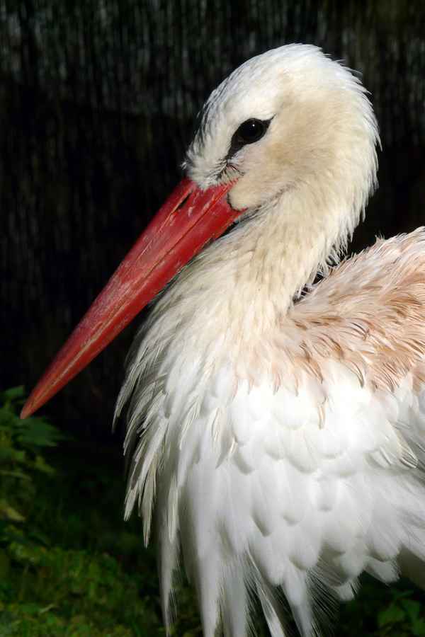 Storch #3