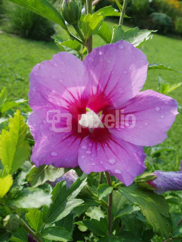 Hibiskus
