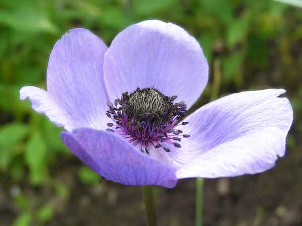 Anemonenblüte