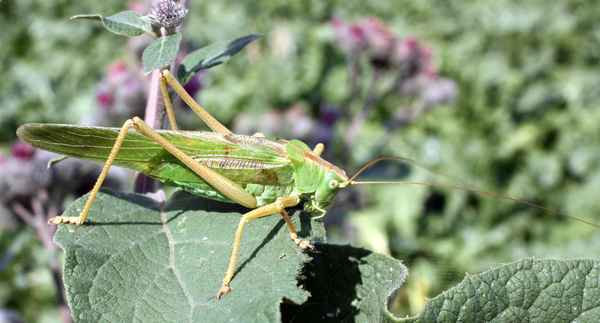Heuschrecke