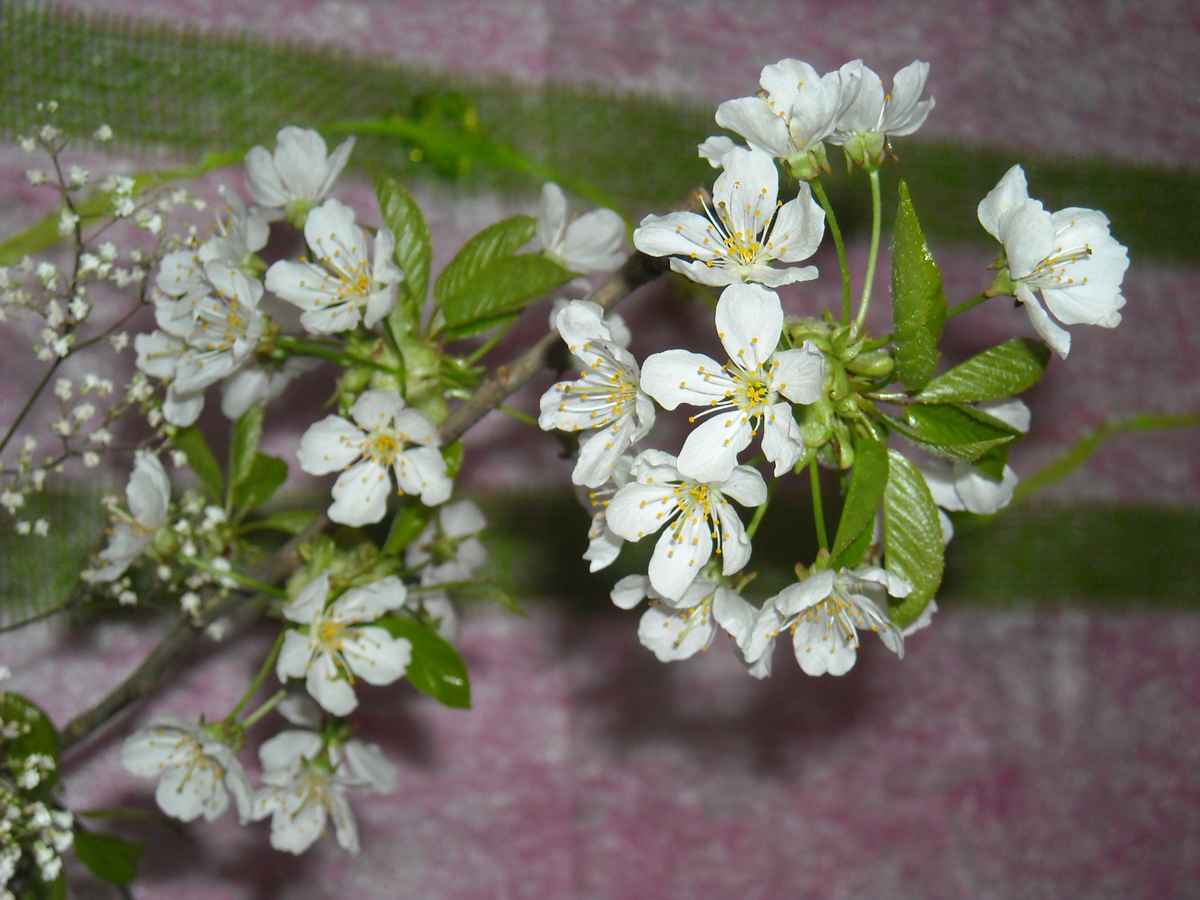 Kirschblüte