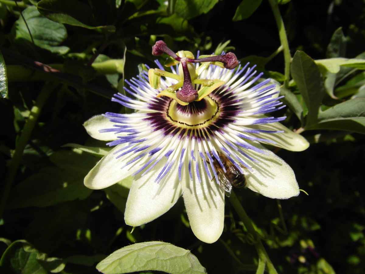 Herrliche Passionsblume