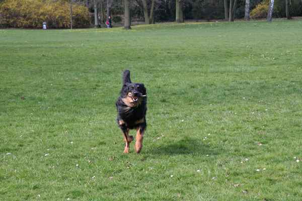 Hol das Stöckchen...