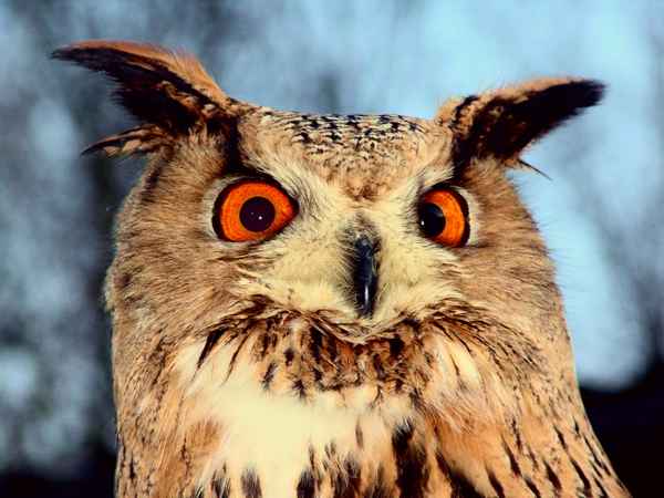 MAN HAT DER AUGEN !!