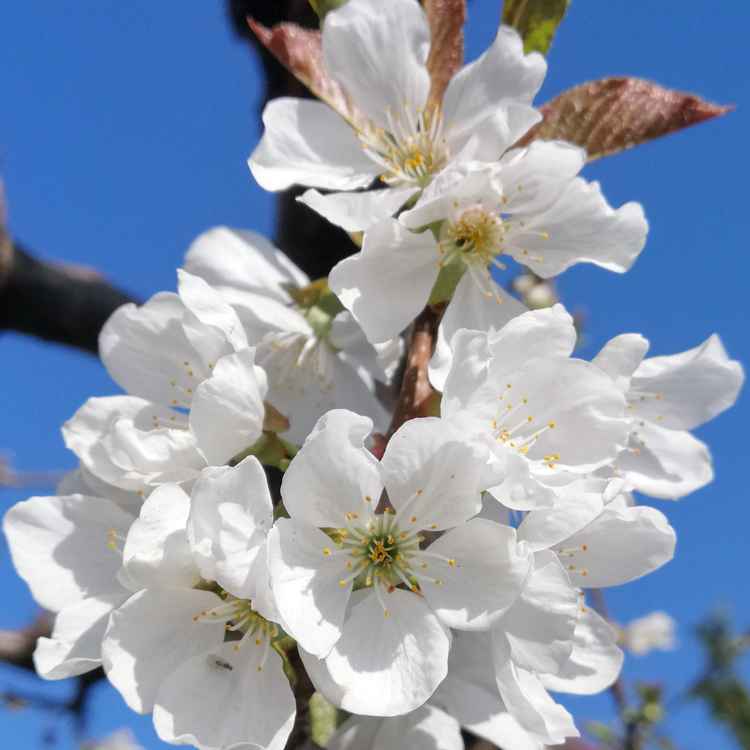 Kirschblüte im April 2020