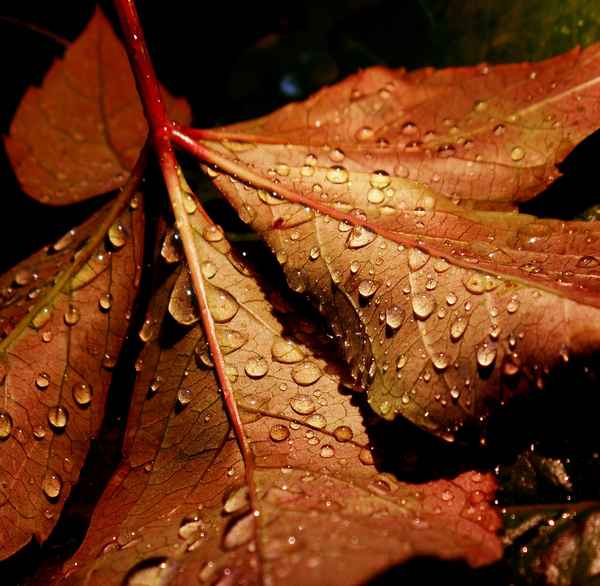 autumnrain II