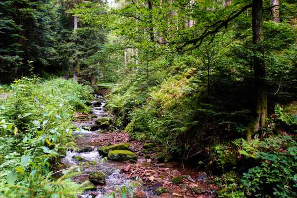 Kinzig im Schwarzwald_1