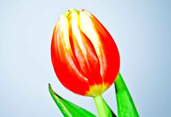 Tulpe4