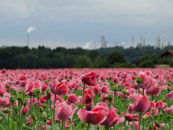 wie lange geht das noch gut?