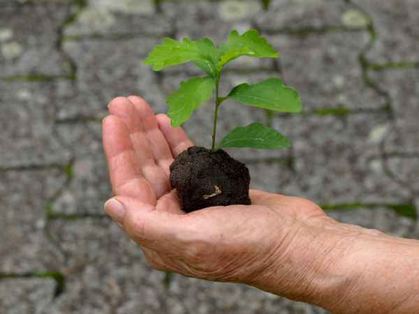 Junges Pflänzchen..._4