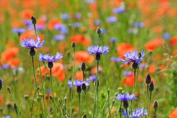 Kornblumen im Mohn