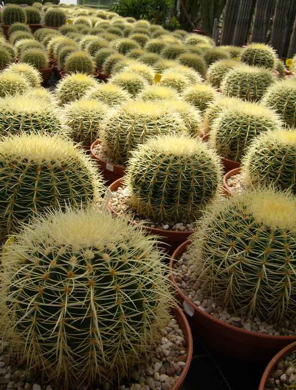 Mein kleiner grüner Kaktus...