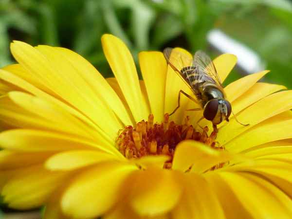 Schwebfliege