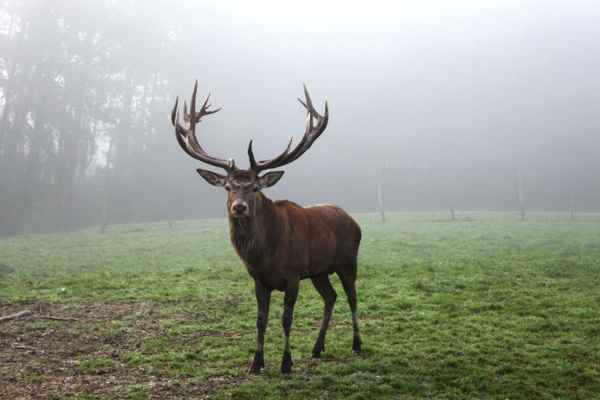 Hirsch