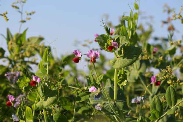 Zwischenfrucht Wintererbse