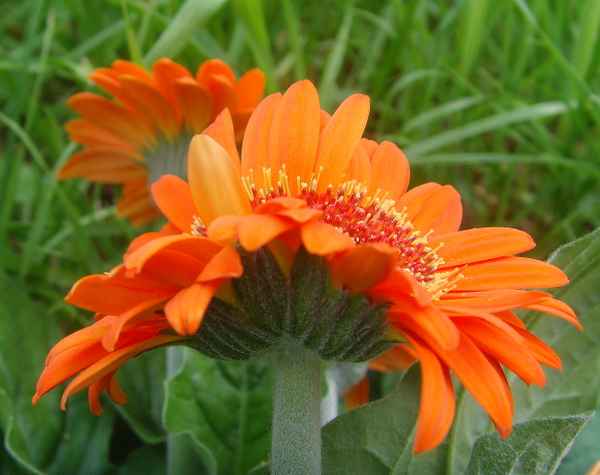 Doppelblüte - Gerbera