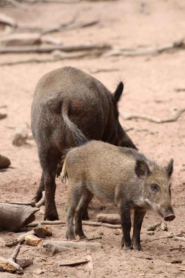 Wildschweine