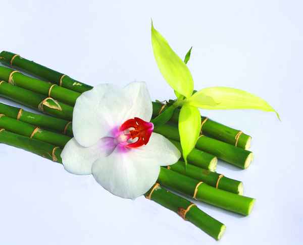 LUCKY BAMBOO I
