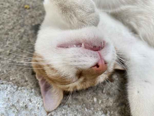 Katze macht Nickerchen / Foto: Alexander Hauk