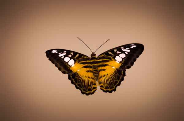 Brauner Segler (Parthenos sylvia)