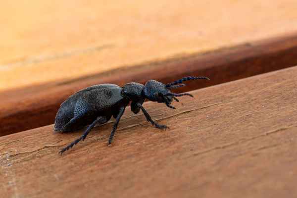 Schwarzblauer Ölkäfer