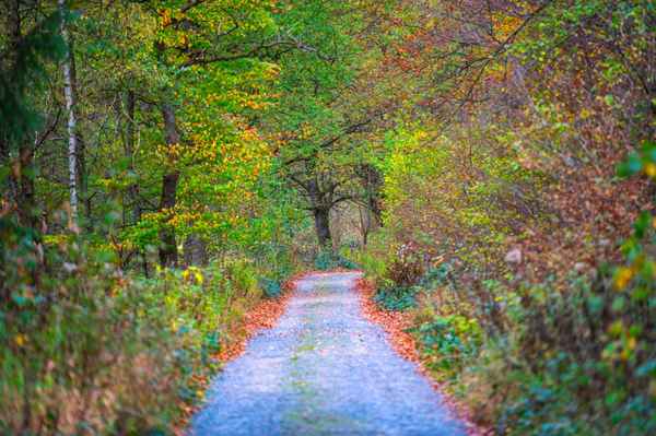 Waldweg im Herbst
