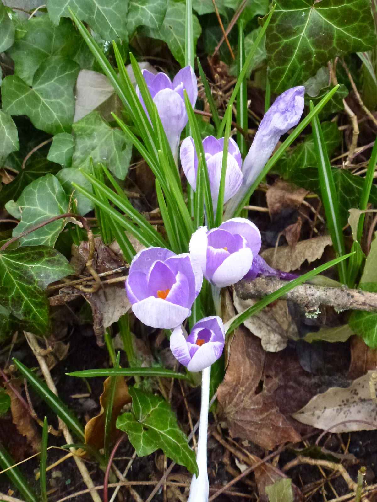 von der Natur arrangiert