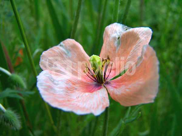 Mohn rosé