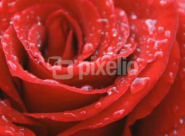 rose mit regentropfen