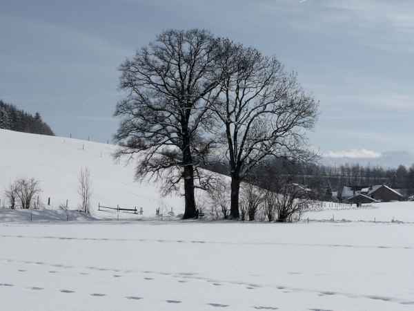  Bäume im Winter