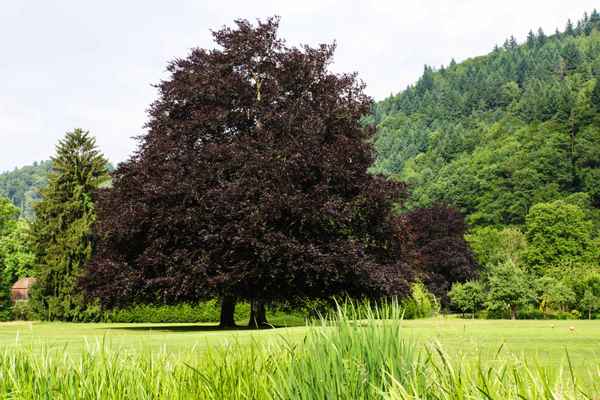 Blutbuchen im Park